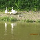 Chateauguay River 8