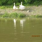 Chateauguay River 9