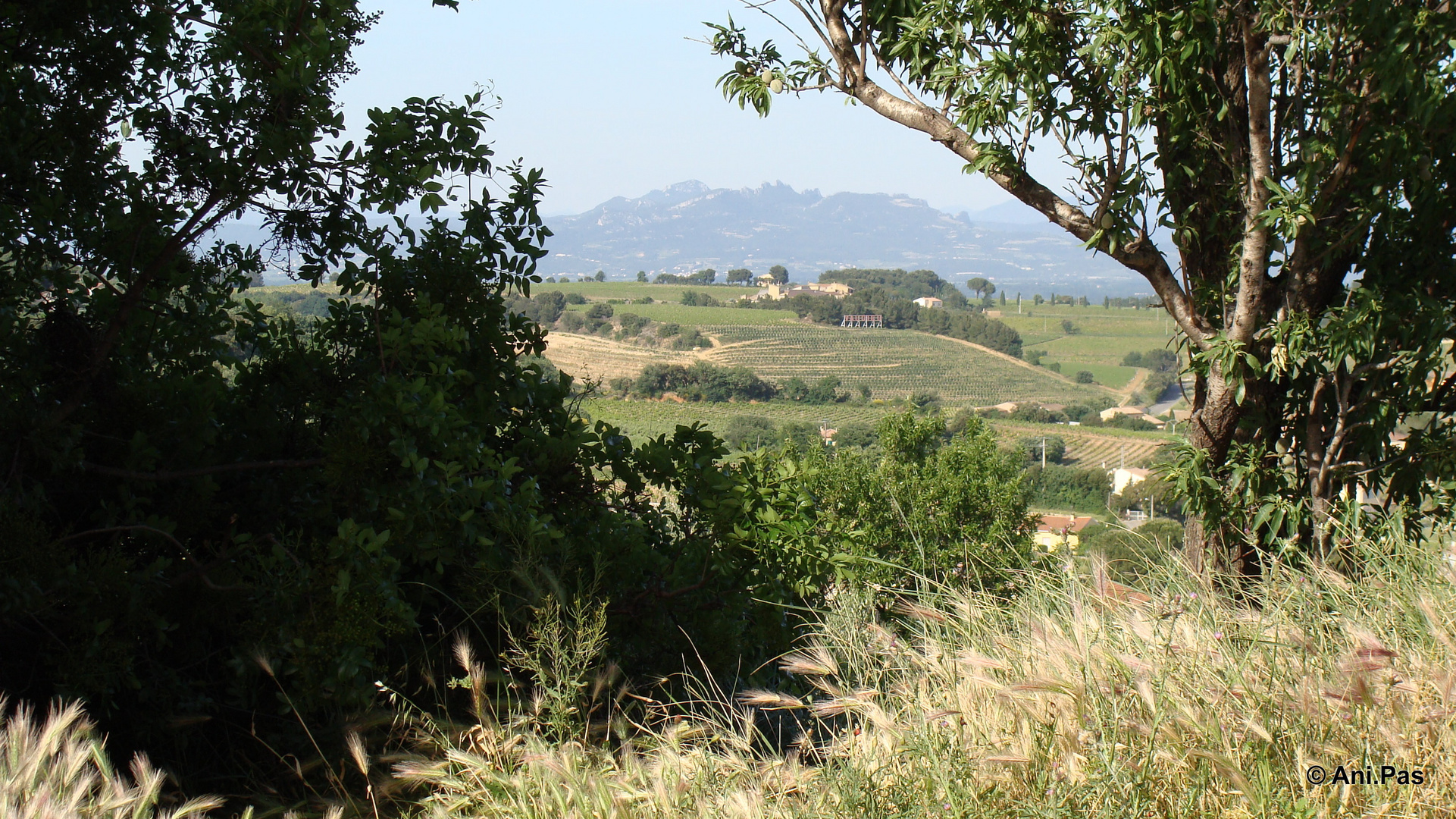 Chateauneuf-du-Pape Provence