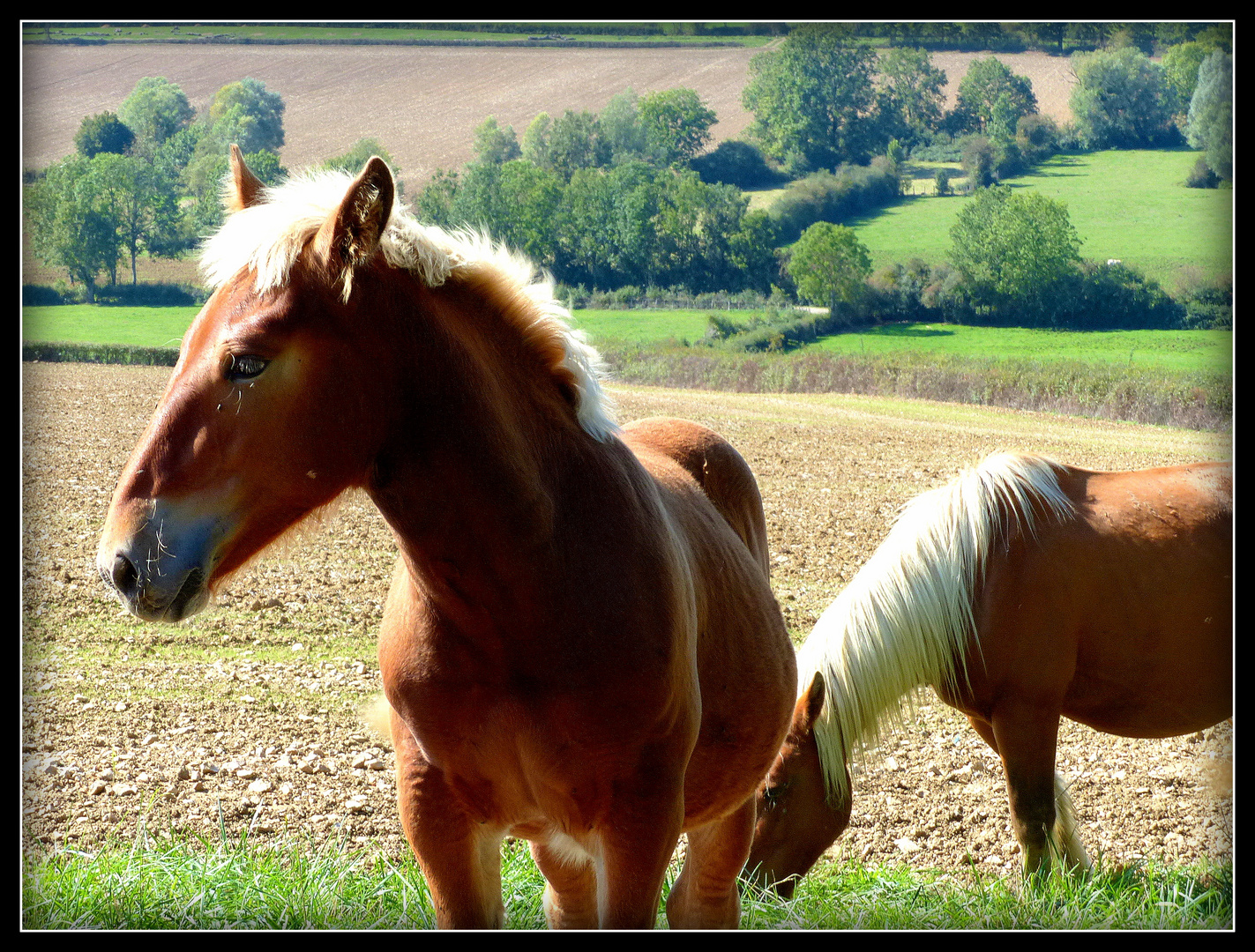 CHATEAUNEUF - EN - AUXOIS - 8 -