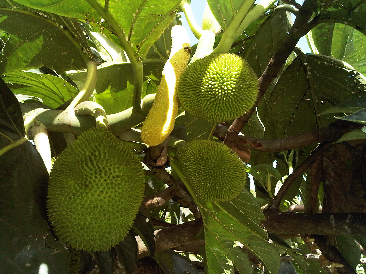 chatenn ( en créole guadeloupéen)