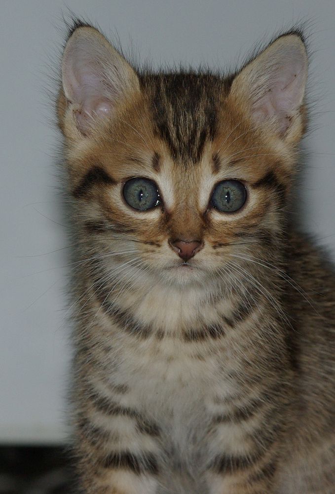 chaton de bénéé 