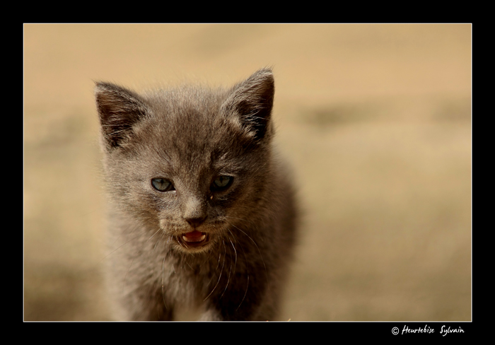 chaton