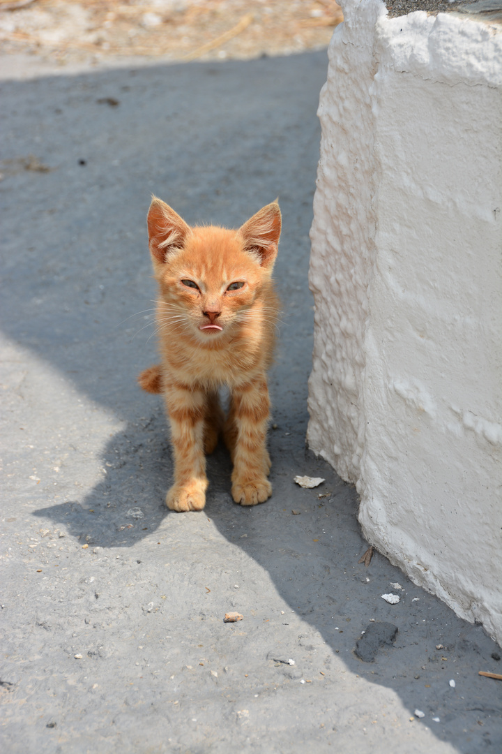 Chaton assoiffé à Skyros