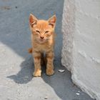 Chaton assoiffé à Skyros