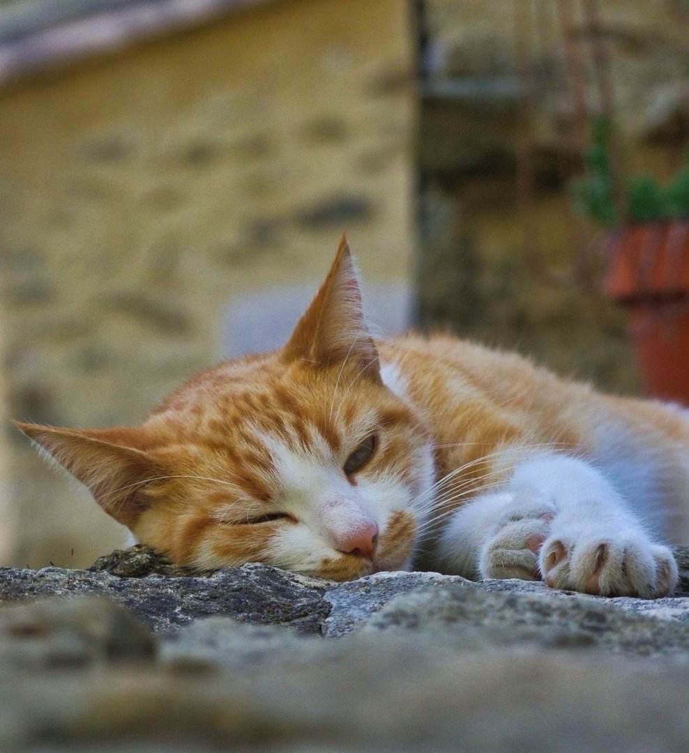 chaton-au-repos