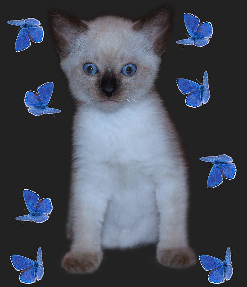 Chaton aux papillons bleus