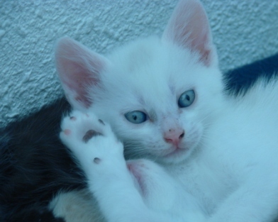 Chaton Blanc Photo Et Image Animaux Chats Nature Images Fotocommunity