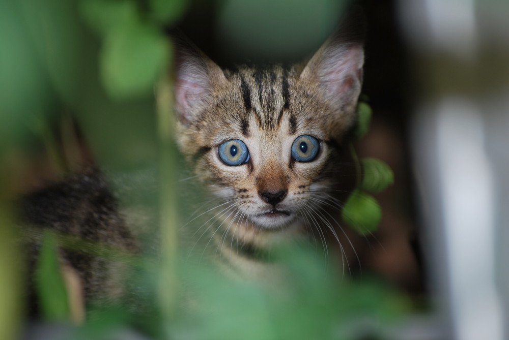 Chaton curieux