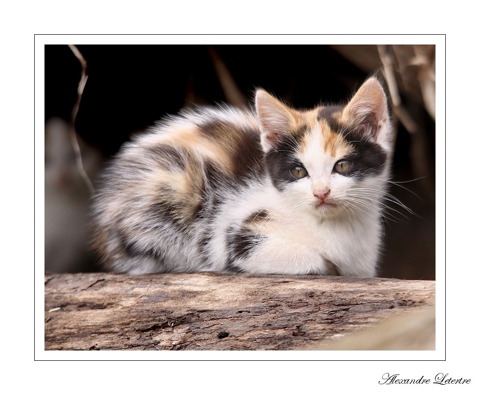 Chaton des bord de loire II