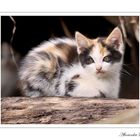 Chaton des bord de loire II