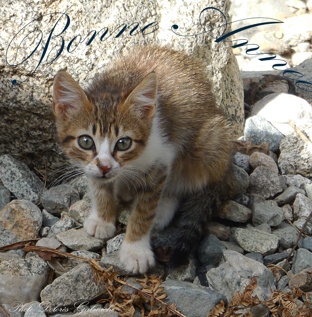 Chaton des montagnes de l'Ourika au Maroc