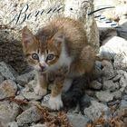 Chaton des montagnes de l'Ourika au Maroc