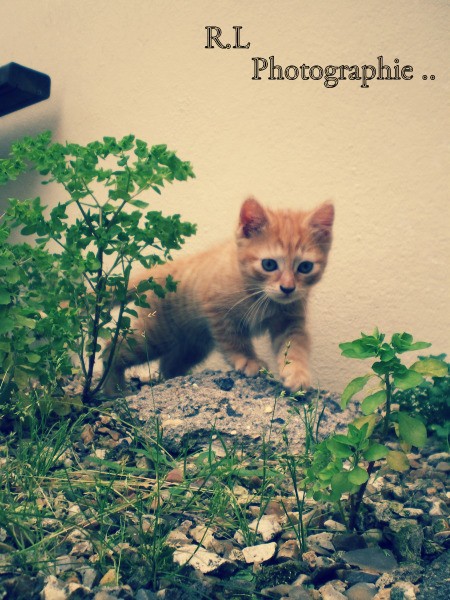 Chaton, marche dans l'espoir de devenir grand ... :)