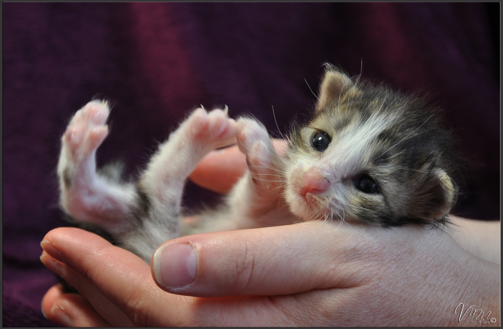 Chaton Norvégien