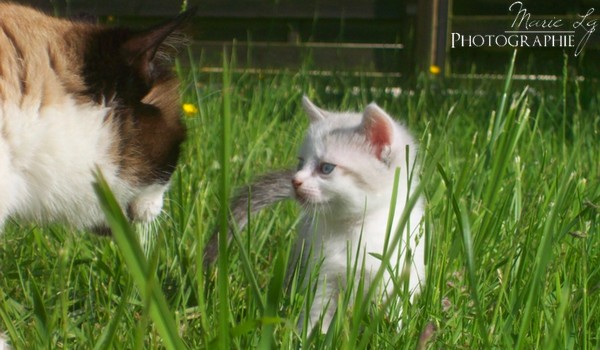 Chaton & sa mère