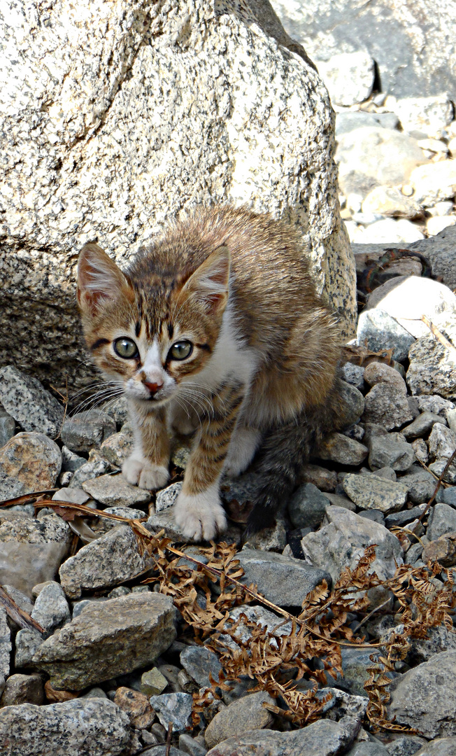 chaton sauvage des montagnes de l'Ourika
