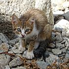 chaton sauvage des montagnes de l'Ourika