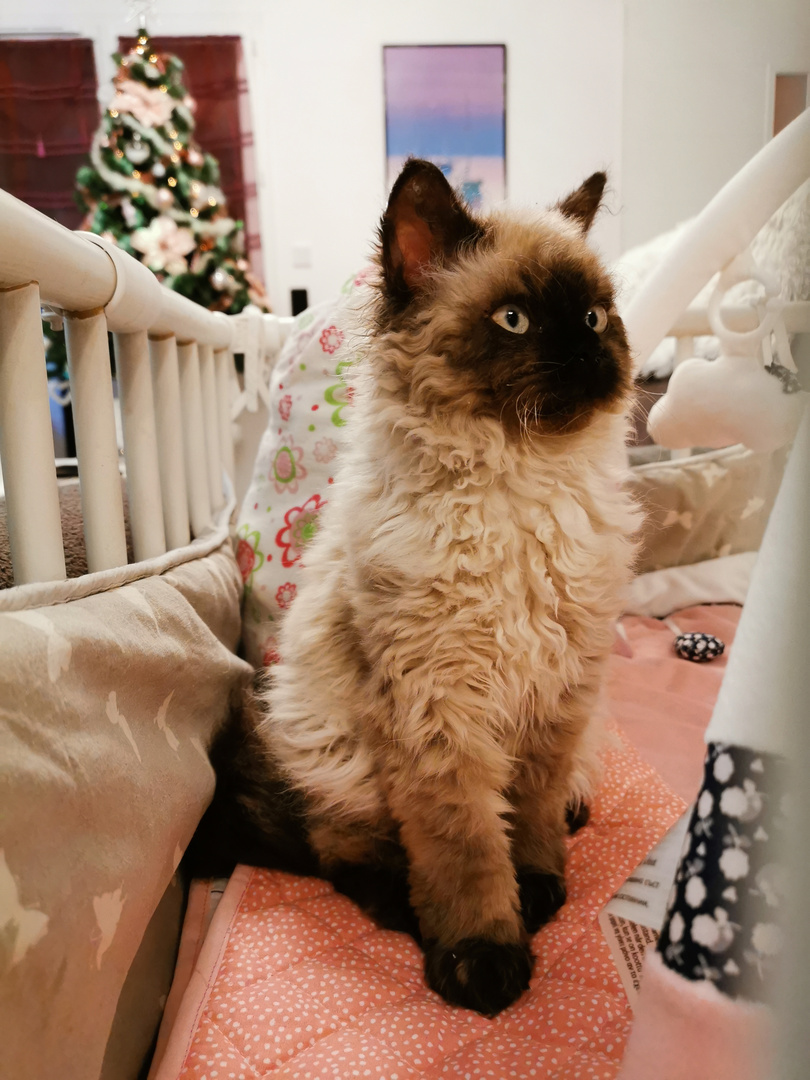 Chaton selkirk rex seal point