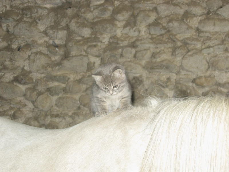 Chaton sur Poney