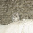 Chaton sur Poney