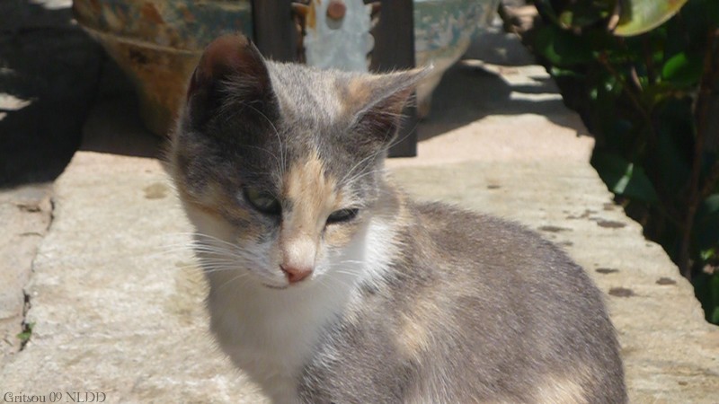 Chaton tricolore