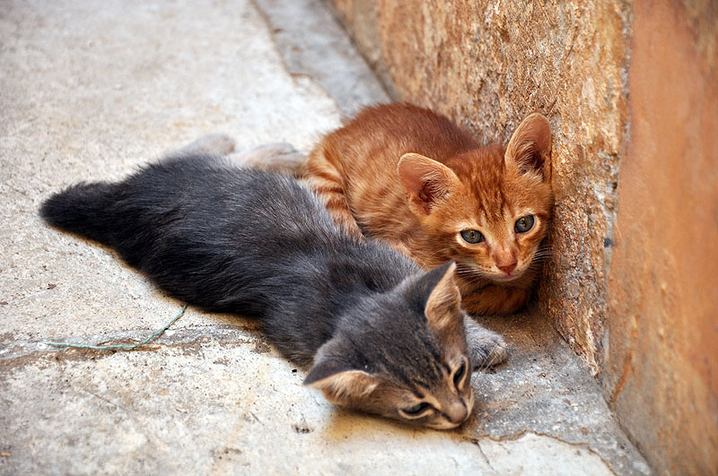 Chatons à l'heure de la sieste