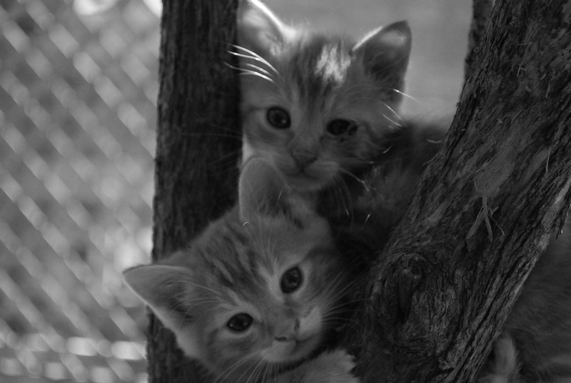 chatons