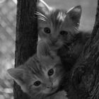 chatons