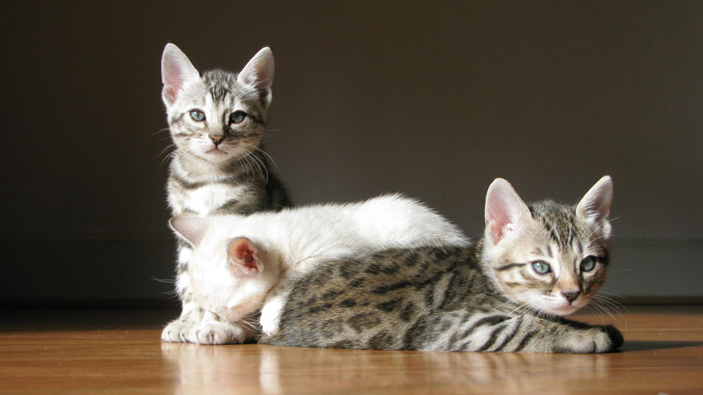 Chatons Bengal