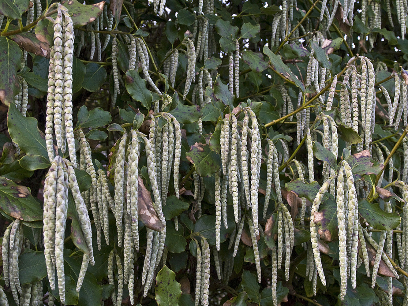 Chatons de Garrya Elliptica dans les jardins de Madingley Hall  --  Cambridge  