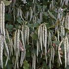 Chatons de Garrya Elliptica dans les jardins de Madingley Hall  --  Cambridge  