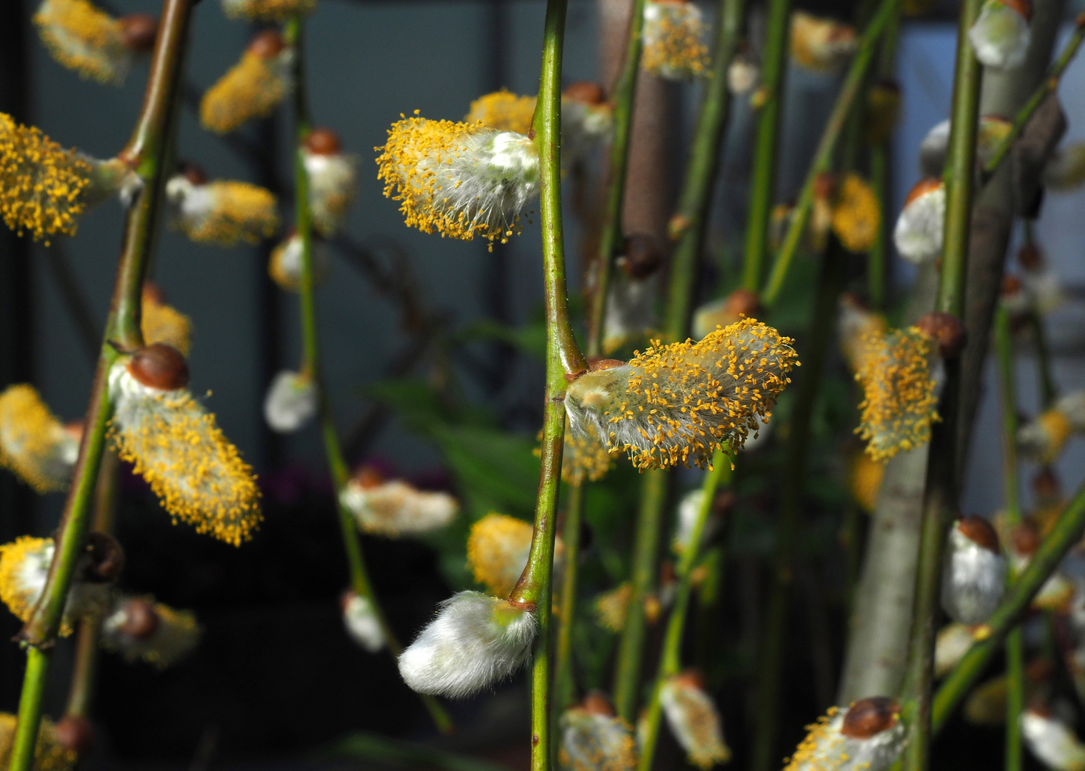 Chatons de saule