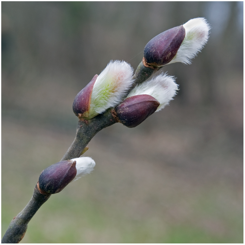 Chatons de Saule