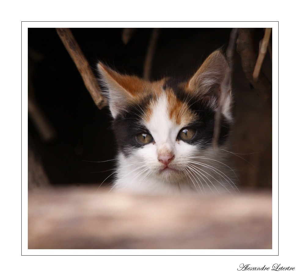 Chatons des bord de loire