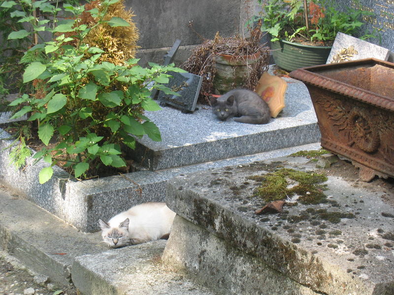 chats au cimetière de Montmartre