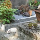 chats au cimetière de Montmartre