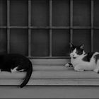 chats blancs et noirs en" noir et blanc...."