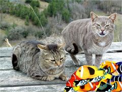 *chats c'est un 1er Avril*