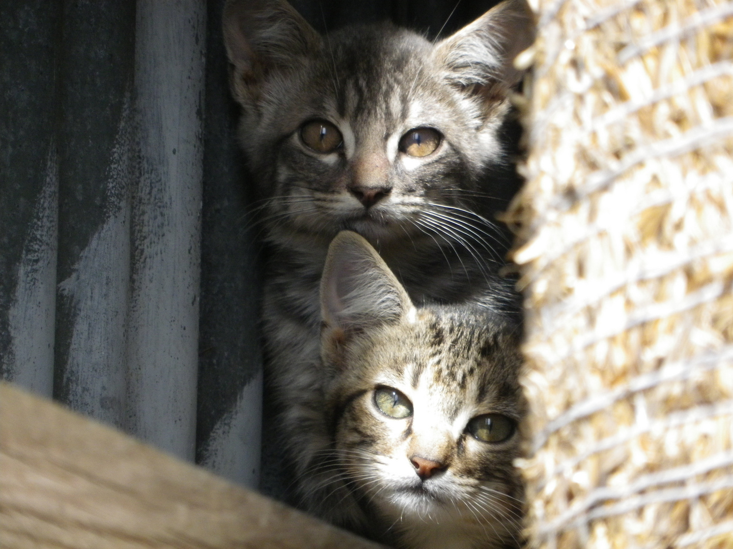 chats dans le foin