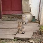 chats de ferme en montagne