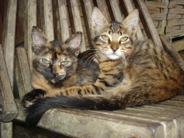 chats de Guyane