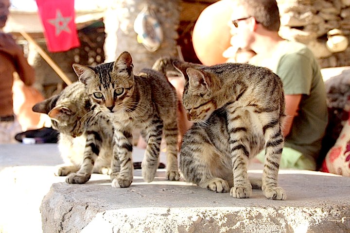 chats gris