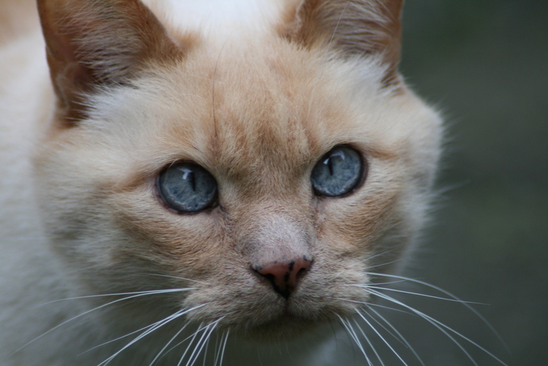 Chats Hollandais