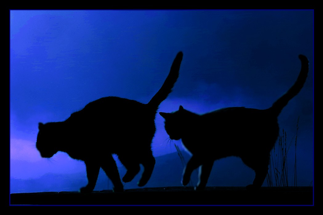 Chats Nuit Photo Et Image Photos Marrantes Chats Special Images Fotocommunity