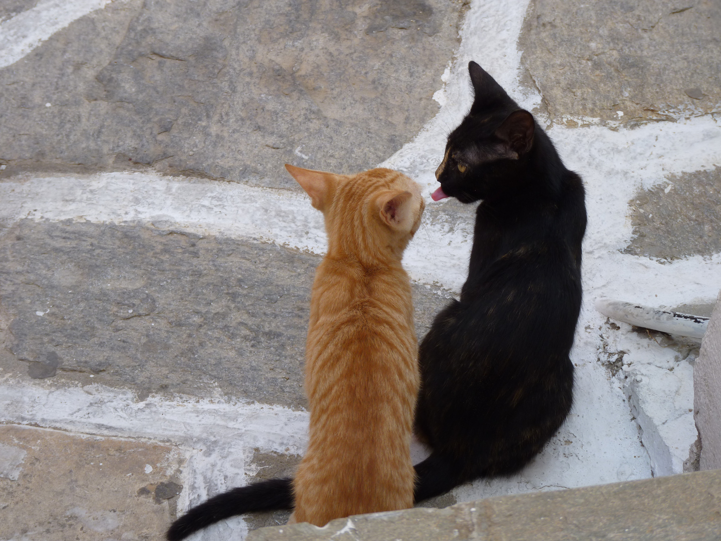 Chats sur l'île de Paros