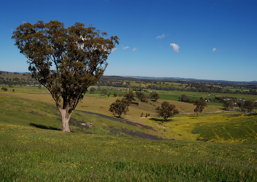 Chatswood Stud