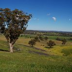 Chatswood Stud