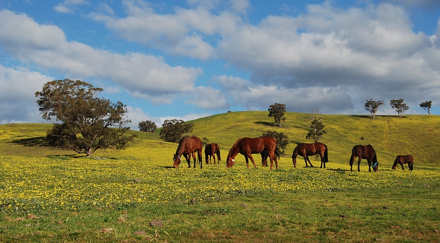 Chatswood Stud III