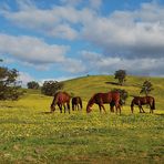 Chatswood Stud III